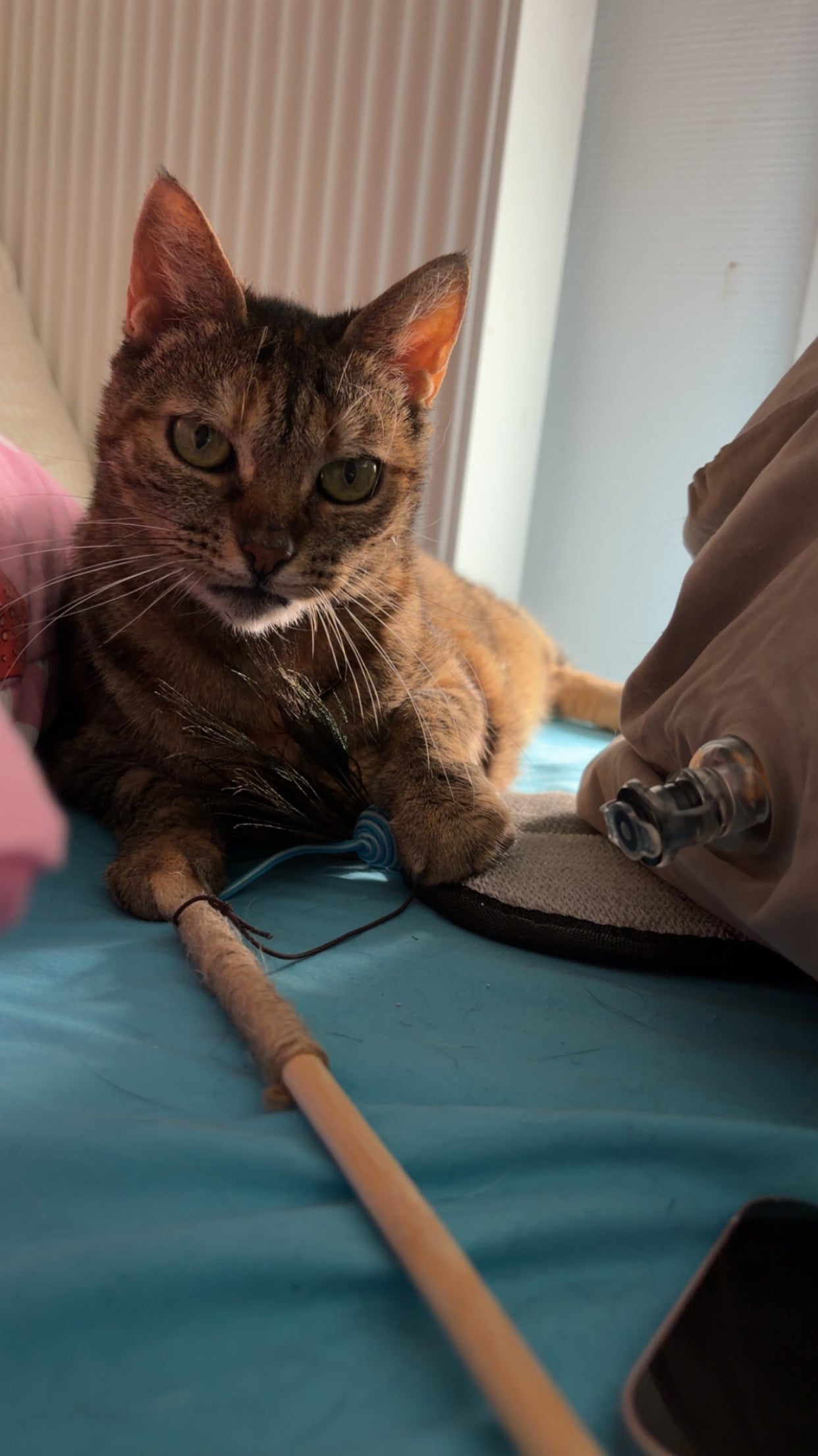 Baguette jouet chat coloris aleatoire
